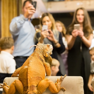 6 - Дрессированная игуана на праздник - от 15 000 руб.