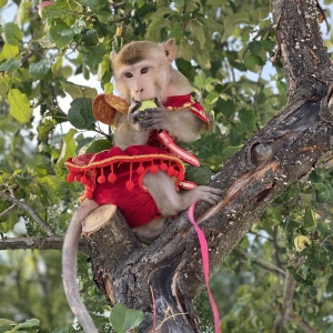 24 - Дрессированная обезьяна на праздник - от 15 000 руб.