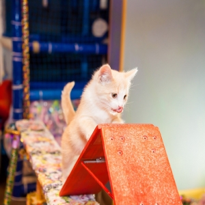 5 - Дрессированные кошки на праздник - от 14 000 руб.