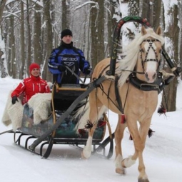 Дрессированные лошади и пони на праздник - от 12 000 руб.