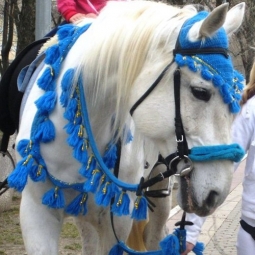Дрессированные лошади и пони на праздник - от 12 000 руб.