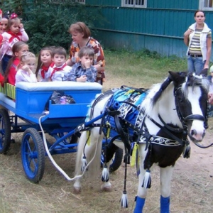 14 - Дрессированные лошади и пони на праздник - от 13 000 руб.