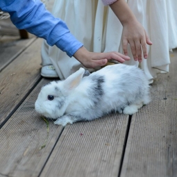 Дрессированный кролик на праздник - от 3 000 руб.