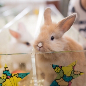 10 - Дрессированный кролик на праздник - от 3 000 руб.