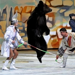 16 - Дрессированный медведь на праздник - от 28 000 руб.