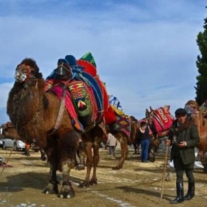 3 - Верблюд на праздник в Москве - от 21 000 руб.