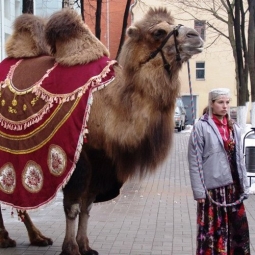 Верблюд на праздник в Москве - от 21 000 руб.