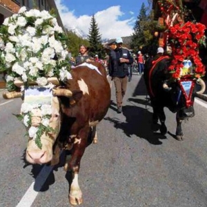 7 - Дрессированная корова и бык на праздник - от 20 000 руб.