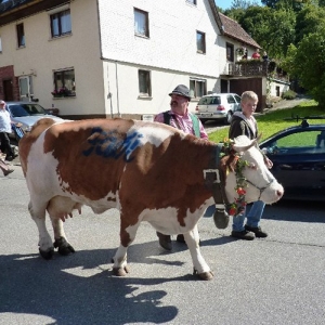 2 - Дрессированная корова и бык на праздник - от 15 000 руб.