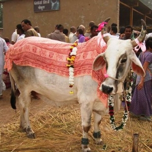 3 - Дрессированная корова и бык на праздник - от 20 000 руб.