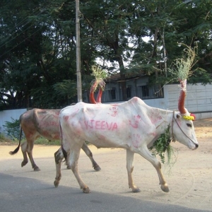 15 - Дрессированная корова и бык на праздник - от 20 000 руб.