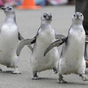 1 - Дрессированные пингвины на праздник - от 130 000 руб.