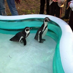 Дрессированные пингвины на праздник - от 130 000 руб.