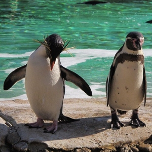 3 - Дрессированные пингвины на праздник - от 130 000 руб.