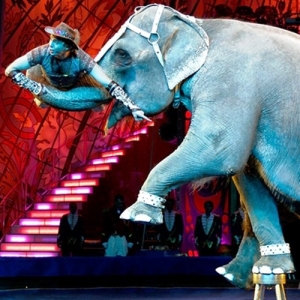 1 - Шоу слона на праздник в Москве - от 550 000 руб.