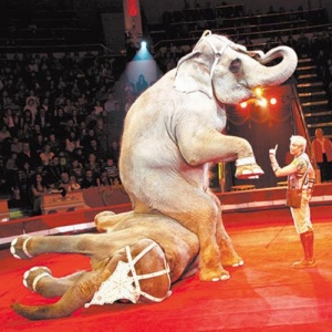 2 - Шоу слона на праздник в Москве - от 550 000 руб.
