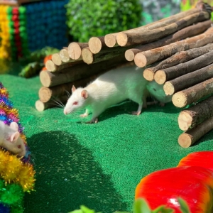 4 - Дрессированные крысы на праздник - от 12 000 руб.