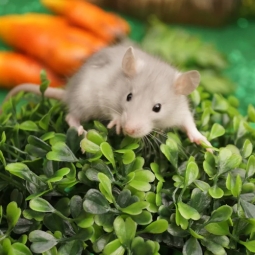 Дрессированные крысы на праздник - от 12 000 руб.