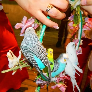 11 - Дрессированные попугаи на праздник - от 16 000 руб.