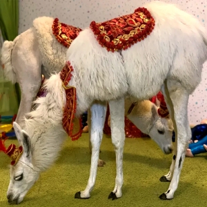 16 - Дрессированная лама на праздник - от 15 000 руб.