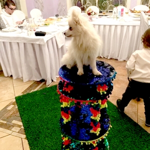 8 - Шоу мини-собачек на праздник. Цена 12 000 руб.