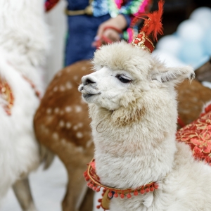 9 - Дрессированная лама на праздник - от 15 000 руб.