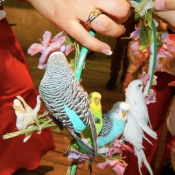 Дрессированные попугаи на праздник (от 13 000 руб.)