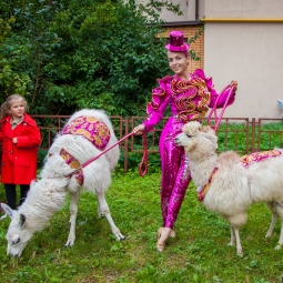 Дрессированная лама на праздник - от 8 000 руб.