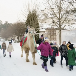 Верблюд на праздник в Москве - от 21 000 руб.