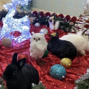9 - Заказать шоу кроликов в Москве - от 3000 руб.