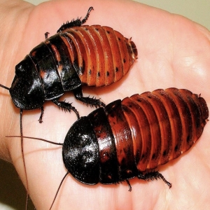 4 - Дрессированные тараканы на праздник - от 20 000 руб.