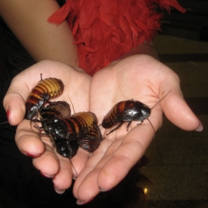 3 - Дрессированные тараканы на праздник - от 20 000 руб.