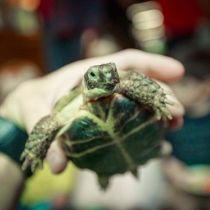 1 - Дрессированные черепахи на праздник - от 13 000 руб.