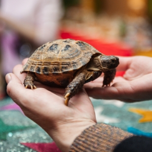 4 - Дрессированные черепахи на праздник - от 13 000 руб.