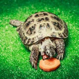 3 - Дрессированные черепахи на праздник - от 13 000 руб.
