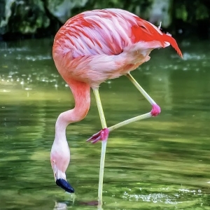 2 - Дрессированный фламинго на праздник. Цена от 65 000 руб.
