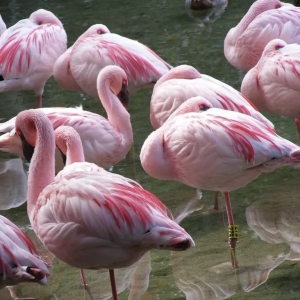 10 - Дрессированный фламинго на праздник. Цена от 65 000 руб.