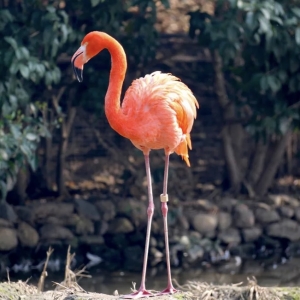 9 - Дрессированный фламинго на праздник. Цена от 65 000 руб.