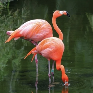 8 - Дрессированный фламинго на праздник. Цена от 65 000 руб.