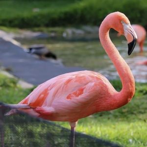 5 - Дрессированный фламинго на праздник. Цена от 65 000 руб.