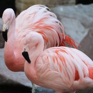 6 - Дрессированный фламинго на праздник. Цена от 65 000 руб.