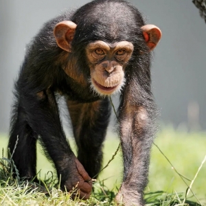 6 - Дрессированный шимпанзе на праздник. Цена - от 150 000 руб.