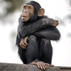 3 - Дрессированный шимпанзе на праздник. Цена - от 150 000 руб.