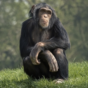 5 - Дрессированный шимпанзе на праздник. Цена - от 150 000 руб.