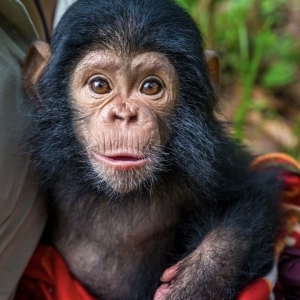 4 - Дрессированный шимпанзе на праздник. Цена - от 150 000 руб.