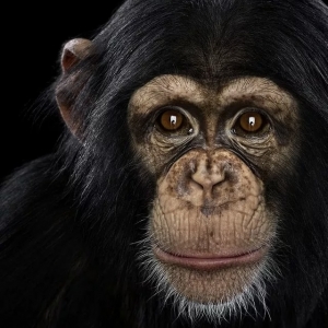 1 - Дрессированный шимпанзе на праздник. Цена - от 150 000 руб.