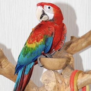 25 - Дрессированные попугаи на праздник - от 19 000 руб.