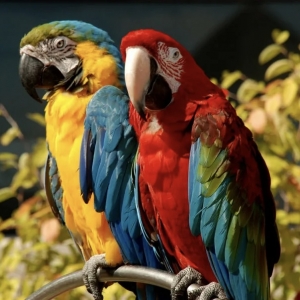 16 - Дрессированные попугаи на праздник - от 19 000 руб.