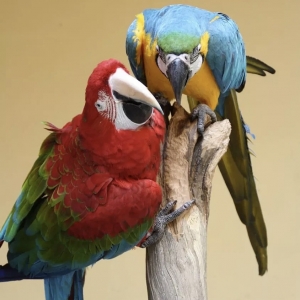 15 - Дрессированные попугаи на праздник - от 16 000 руб.