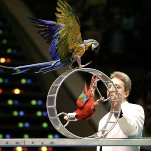 21 - Дрессированные попугаи на праздник - от 19 000 руб.